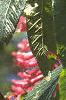 Aesculus pavia, flowers