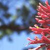 Aesculus pavia, flowers