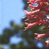 Aesculus pavia, flowers
