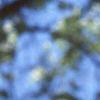 Aesculus pavia, flowers