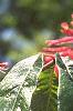 Aesculus pavia, flowers