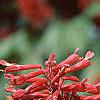 Aesculus pavia, flowers