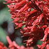 Aesculus pavia, flowers