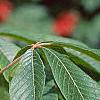 Aesculus pavia, flowers