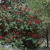 Aesculus pavia, flowers