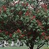 Aesculus pavia, flowers