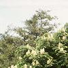 Aesculus turbinata, habit