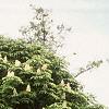 Aesculus turbinata, habit