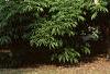 Aesculus turbinata, habit