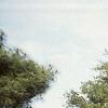 Aesculus turbinata, habit