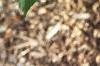 Aesculus turbinata, leaves