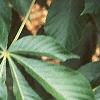 Aesculus turbinata, leaves