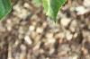 Aesculus turbinata, leaves