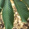 Aesculus turbinata, leaves