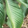 Aesculus turbinata, leaves