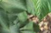 Aesculus turbinata, leaves