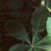 Aesculus turbinata, leaves