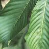 Aesculus turbinata, leaves