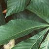 Aesculus turbinata, leaves