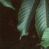 Aesculus turbinata, leaves