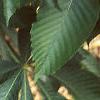 Aesculus turbinata, leaves