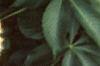 Aesculus turbinata, leaves