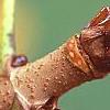 Aesculus turbinata, stems