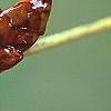 Aesculus turbinata, stems