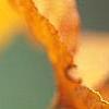 Aesculus turbinata, stems