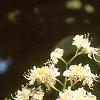 Aesculus turbinata, flowers