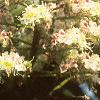 Aesculus turbinata, flowers