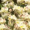 Aesculus turbinata, flowers