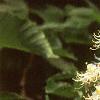 Aesculus turbinata, flowers