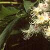 Aesculus turbinata, flowers