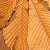 Aesculus turbinata, fall color