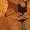 Aesculus turbinata, fall color