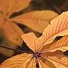 Aesculus turbinata, fall color