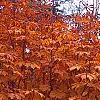 Aesculus turbinata, fall color