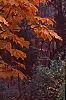 Aesculus turbinata, fall color