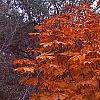 Aesculus turbinata, fall color