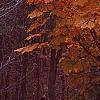 Aesculus turbinata, fall color
