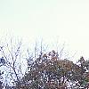 Aesculus turbinata, fall color
