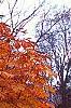 Aesculus turbinata, fall color
