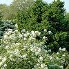 Deutzia x lemoinei 'Compacta', habit