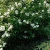 Deutzia x lemoinei 'Compacta', habit