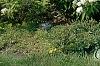 Deutzia x lemoinei 'Compacta', habit