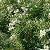 Deutzia x lemoinei 'Compacta', habit