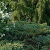 Deutzia x lemoinei 'Compacta', habit
