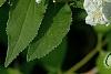 Deutzia x lemoinei 'Compacta', flowers