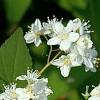 Deutzia x lemoinei 'Compacta', flowers
